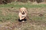 GOLDEN RETRIEVER 064
